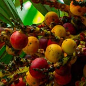 Extracto de Saw palmetto (Serenoa)