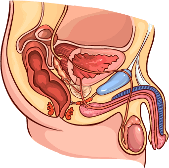 Ubicación de la glándula prostática